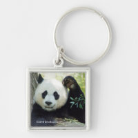 Giant Panda Resting Against Tree