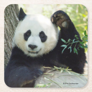 Giant Panda Resting Against Tree Square Paper Coaster