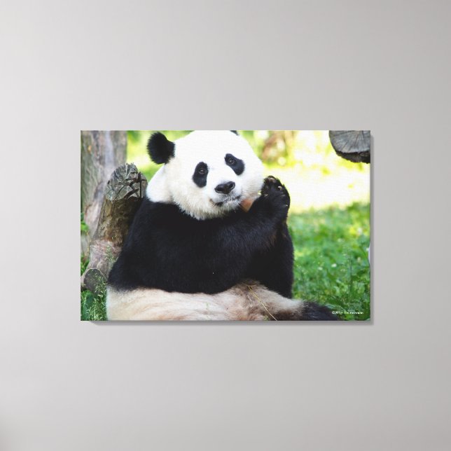 Giant Panda Sitting Canvas Print (Front)