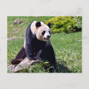 Giant panda sitting on a stone holiday postcard