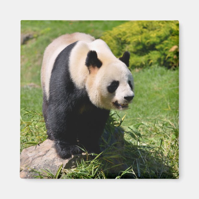 Giant panda standing on a stone magnet (Front)