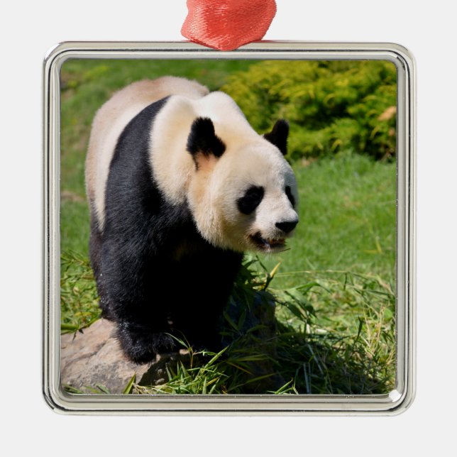 Giant panda standing on a stone metal ornament (Front)