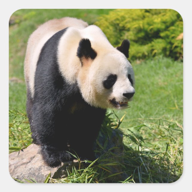 Giant panda standing on a stone square sticker (Front)