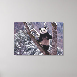 Giant Panda standing on tree, Wolong, Sichuan, Canvas Print