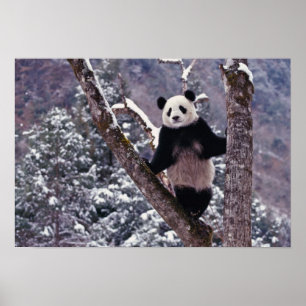 Giant Panda standing on tree, Wolong, Sichuan, Poster