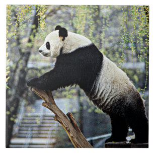 Giant Panda Tile