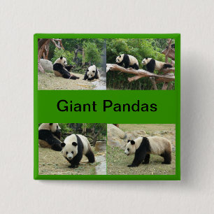 giant pandas 2 inch square button