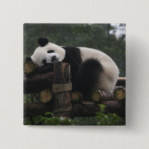 Giant pandas at the Giant Panda Protection 2 Inch Square Button