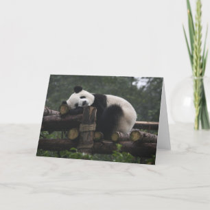 Giant pandas at the Giant Panda Protection & 3 Card