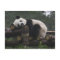 Giant pandas at the Giant Panda Protection