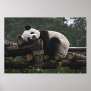 Giant pandas at the Giant Panda Protection Poster