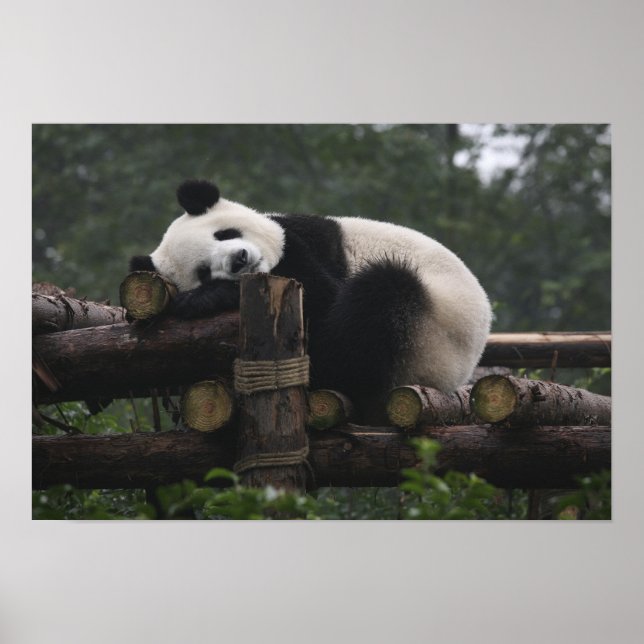 Giant pandas at the Giant Panda Protection Poster (Front)
