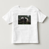 Giant pandas at the Giant Panda Protection