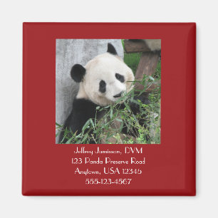 Giant Pandas Magnet, Square, Veterinarian Magnet