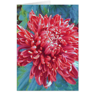 Giant Red Blossom Flower Greeting Note Card