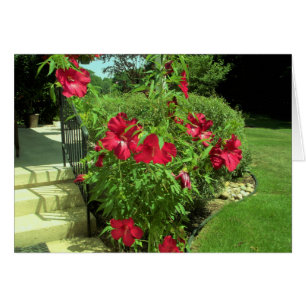 Giant Red Hibiscus