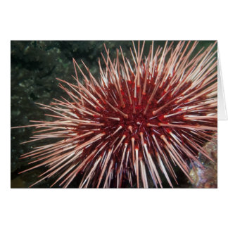 Giant Red Sea Urchin - Card