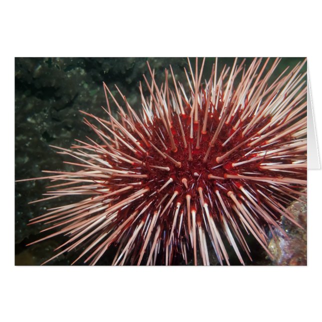 Giant Red Sea Urchin - Card (Front Horizontal)
