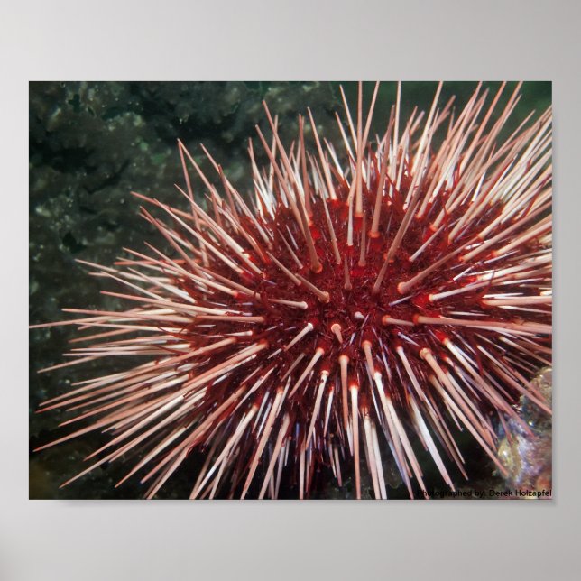 Giant Red Sea Urchin - Fine Art Print (Front)
