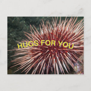 Giant Red Sea Urchin - Postcard