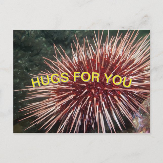 Giant Red Sea Urchin - Postcard (Front)
