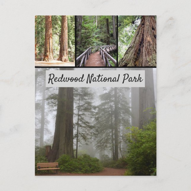 Giant Redwood National Park Sequoia Trees Postcard (Front)