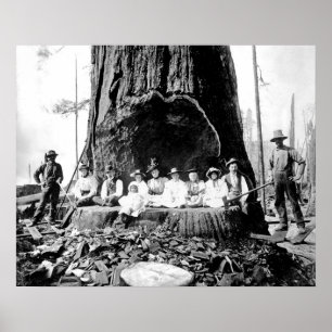 GIANT REDWOOD on SUNDAY c. 1890 Poster