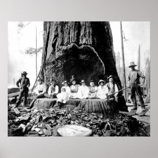 GIANT REDWOOD on SUNDAY c. 1890 Poster