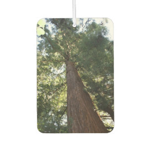 Giant Redwood Sequoia Treetop Muir Woods Forest Air Freshener