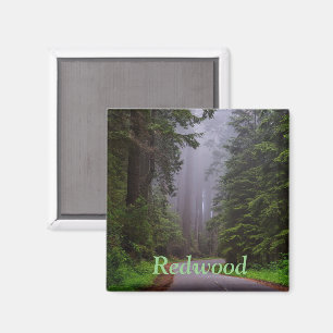 Giant Redwood Trees, Winding Road, National Park Magnet