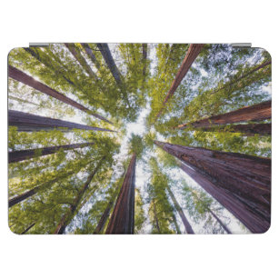 Giant Redwoods   Humboldt State Park, California iPad Air Cover