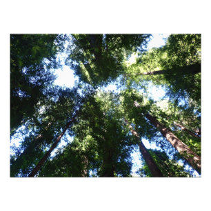 Giant Redwoods Looking Up Poster