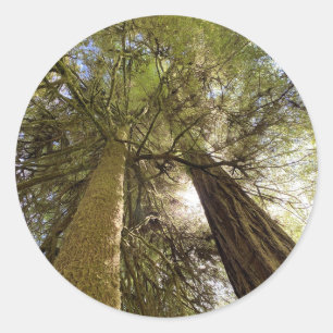 Giant Redwoods Sticker