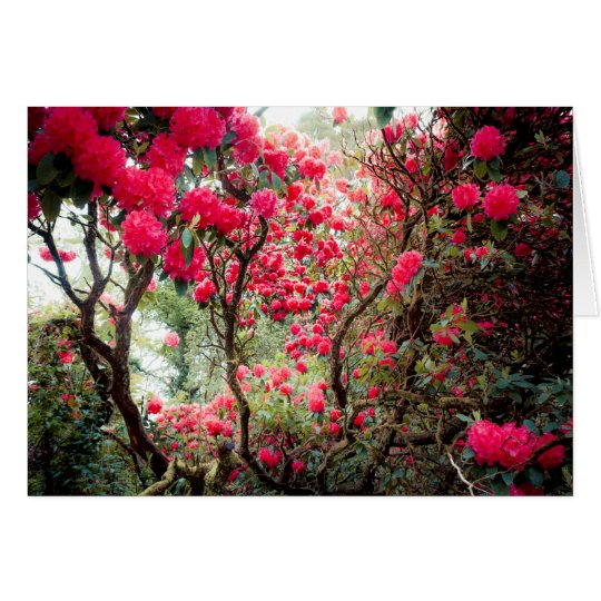 Giant Rhododendron Card