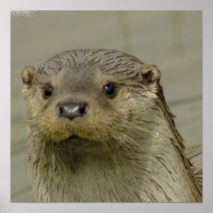 Giant River Otter  Poster