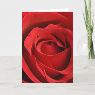 Giant Rose Romantic Valentine Holiday Card
