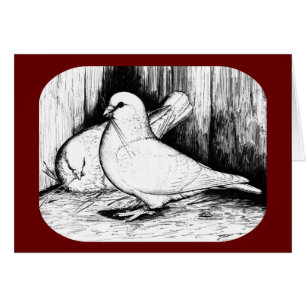 Giant Runt Pigeons