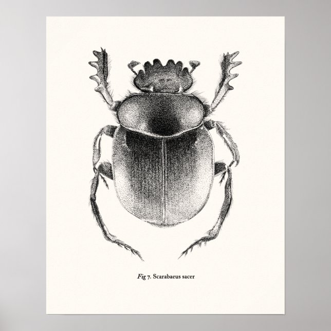 Giant Sacred Scarab - Scarabaeus sacer Poster (Front)