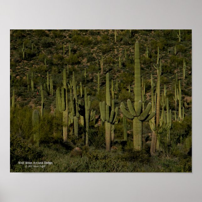 Giant Saguaro Cactus Forest Sonoran Desert Arizona Poster (Front)