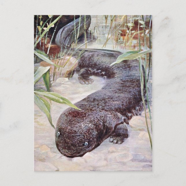 Giant Salamander Art Postcard (Front)