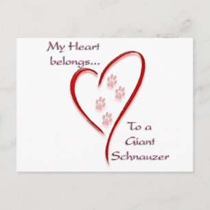 Giant Schnauzer Heart Belongs Postcard