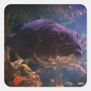 Giant Sea Bass Stickers