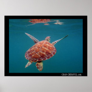 Giant Sea Turtle Poster