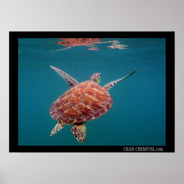 Giant Sea Turtle Poster (Front)