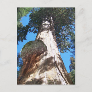 Giant Seqouia Postcard