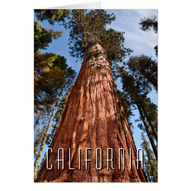Giant Sequoia Ascends (Front)