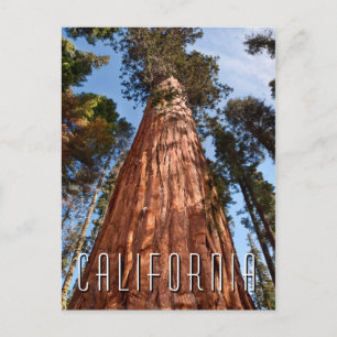 Giant Sequoia Ascends Postcard