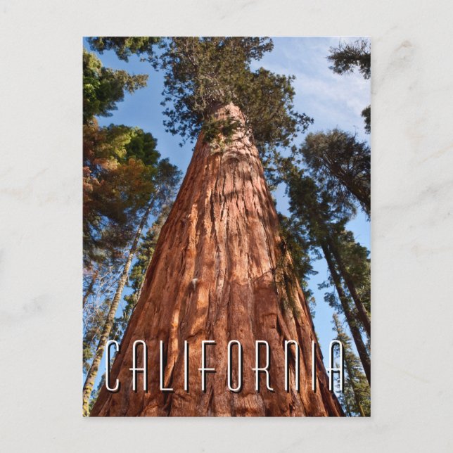 Giant Sequoia Ascends Postcard (Front)