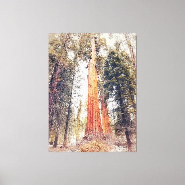 Giant Sequoia Canvas Print (Front)