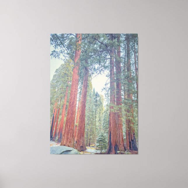 Giant Sequoia Forest Canvas Print (Front)